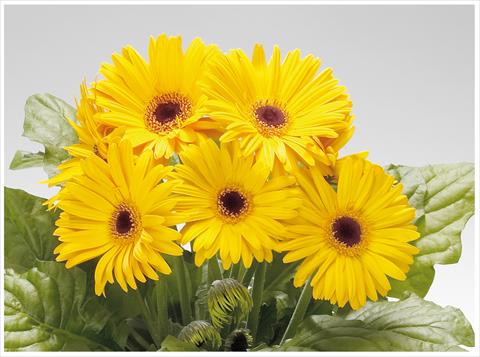 Photo de variété de fleurs à utiliser comme: Patio, pot Gerbera jamesonii Royal Golden Yellow dark eye
