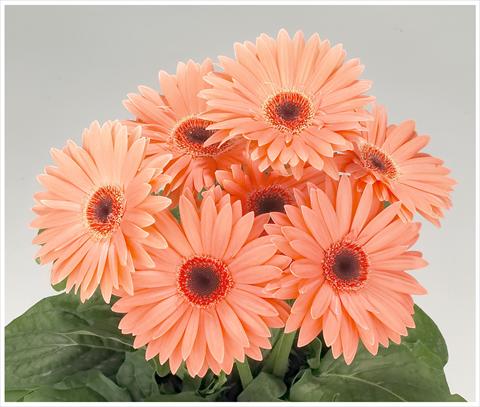 Photo de variété de fleurs à utiliser comme: Patio, pot Gerbera jamesonii Royal Peach dark eye