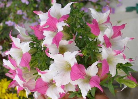 Photo de variété de fleurs à utiliser comme: Pot, Plante à massif, patio, Suspension Petunia Alpunya