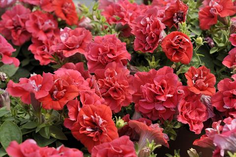 Photo de variété de fleurs à utiliser comme: Pot, patio, Suspension Petunia Happy® Double Light Red