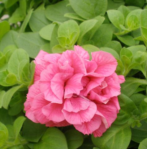 Photo de variété de fleurs à utiliser comme: Pot, patio, Suspension Petunia Happy® Double Pink Vein