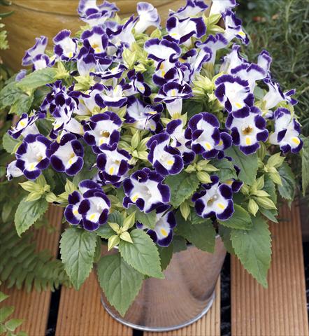 Photo de variété de fleurs à utiliser comme: Pot, Plante à massif, patio Torenia Duchess Blue&White Imp