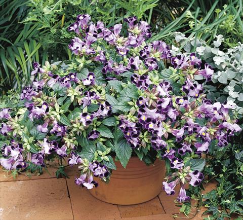 Photo de variété de fleurs à utiliser comme: Pot, Plante à massif, patio Torenia Duchess Light Blue
