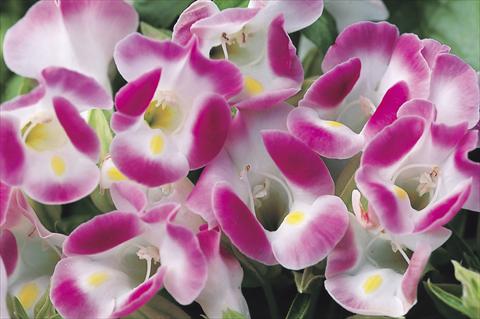 Photo de variété de fleurs à utiliser comme: Pot, Plante à massif, patio Torenia Duchess Pink Imp