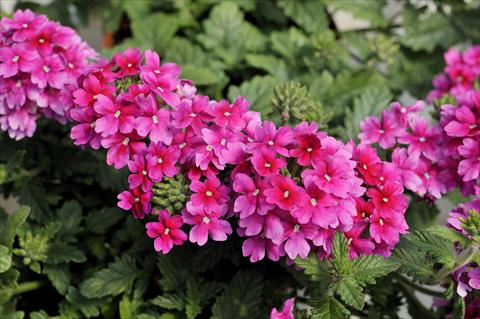 Photo de variété de fleurs à utiliser comme: Pot, patio, Suspension Verbena Shangri-La® Pink Improved
