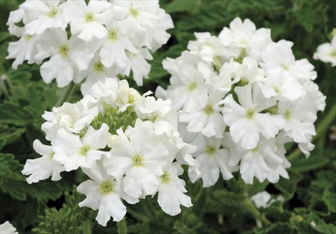 Photo de variété de fleurs à utiliser comme: Pot, patio, Suspension Verbena Shangri-La® White Improved