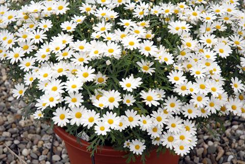 Photo de variété de fleurs à utiliser comme: Pot et Plante à massif Argyranthemum frutescens Honey Star Bianco