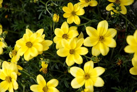 Photo de variété de fleurs à utiliser comme: Pot, Plante à massif, patio, Suspension Bidens ferulifolia Summerlovers Lemon Star