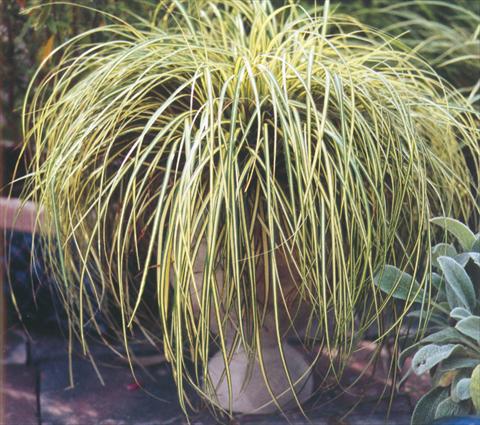 Photo de variété de fleurs à utiliser comme: Plante à massif/ plante de bordure Carex oshimensis Evergold