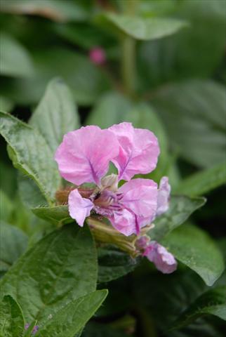 Photo de variété de fleurs à utiliser comme: Pot Cuphea ilavea Vienco Purple Pink