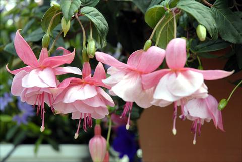 Photo de variété de fleurs à utiliser comme: Suspension / pot Fuchsia Pink Galore