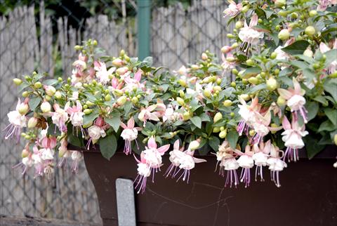 Photo de variété de fleurs à utiliser comme: Pot Fuchsia Summermelody Orient point