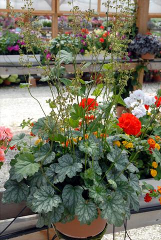 Photo de variété de fleurs à utiliser comme: Plante à massif/ plante de bordure Heuchera americana Palace