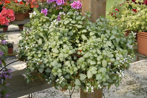 Photo de variété de fleurs à utiliser comme: Pot, patio, Suspension Lamiastrum White Nancy