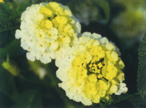 Photo de variété de fleurs à utiliser comme: Pot, Plante à massif, patio Lantana camara Simon Lemon