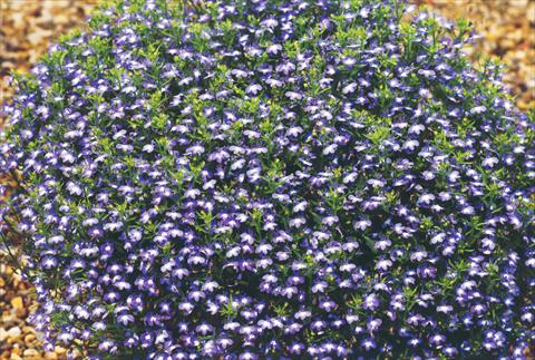 Photo de variété de fleurs à utiliser comme: Pot, Plante à massif, patio, Suspension Lobelia hybrida Suntropics Blue