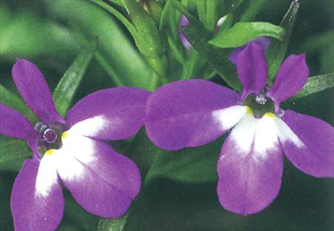 Photo de variété de fleurs à utiliser comme: Pot, Plante à massif, patio, Suspension Lobelia richardii Purple Angel