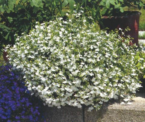 Photo de variété de fleurs à utiliser comme: Pot, Plante à massif, patio, Suspension Lobelia richardii White Angel
