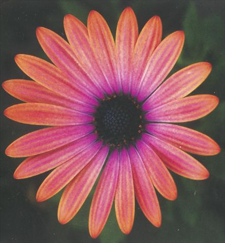 Photo de variété de fleurs à utiliser comme: Pot et Plante à massif Osteospermum Impassion Orange Pink