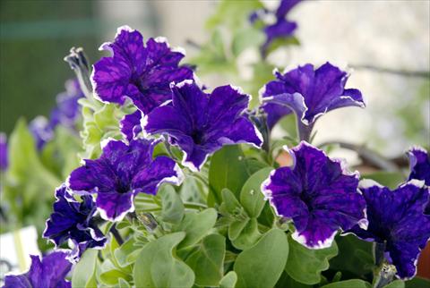 Photo de variété de fleurs à utiliser comme: Pot, Plante à massif, patio, Suspension Petunia Sunpleasure Happy Evita Blu-White