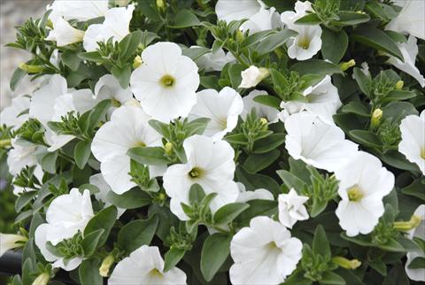 Photo de variété de fleurs à utiliser comme: Pot, Plante à massif, patio, Suspension Petunia Sunpleasure Pure White Patio Bianco