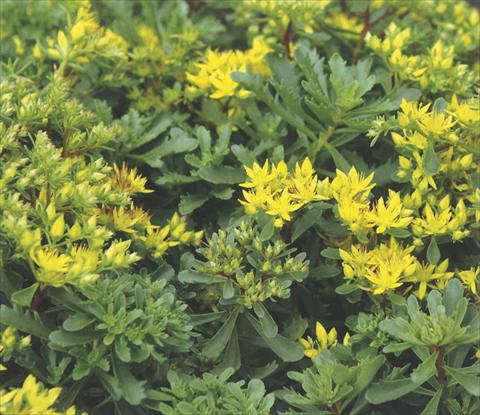 Photo de variété de fleurs à utiliser comme: Suspension / pot Sedum floriferum Weihenstephaner Gold