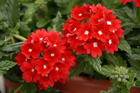 Photo de variété de fleurs à utiliser comme: Pot, patio, Suspension Verbena Star Dreams Red