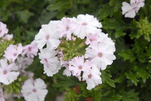 Photo de variété de fleurs à utiliser comme: Plante à massif, pot ou Suspension Verbena Velox Soft Pink