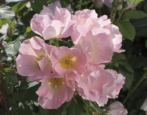 Photo de variété de fleurs à utiliser comme: Pot et Plante à massif Rosa paesaggistica Alaska®