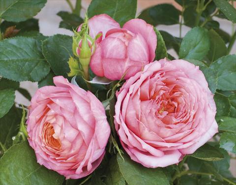 Photo de variété de fleurs à utiliser comme: Pot et Plante à massif Rosa paesaggistica Candia® Romantica®