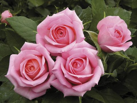 Photo de variété de fleurs à utiliser comme: Pot et Plante à massif Rosa paesaggistica Candy Meillandina® Plus
