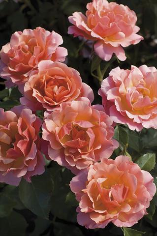 Photo de variété de fleurs à utiliser comme: Pot et Plante à massif Rosa floribunda Charleston®