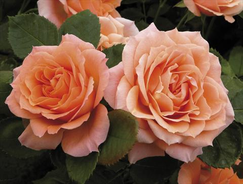 Photo de variété de fleurs à utiliser comme: Pot et Plante à massif Rosa paesaggistica Colibri® Meillandina® Plus