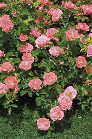 Photo de variété de fleurs à utiliser comme: Pot et Plante à massif Rosa floribunda Coral Drift
