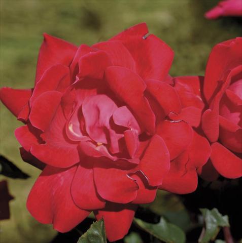 Photo de variété de fleurs à utiliser comme: Pot et Plante à massif Rosa paesaggistica Double Knock Out®