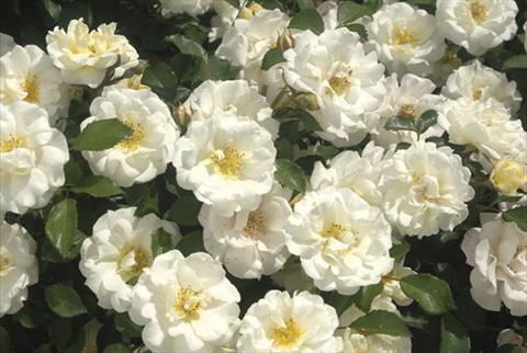 Photo de variété de fleurs à utiliser comme: Pot et Plante à massif Rosa paesaggistica Ivory Drift®