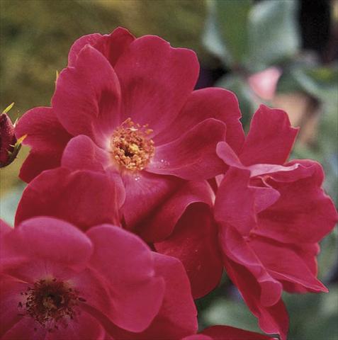 Photo de variété de fleurs à utiliser comme: Pot et Plante à massif Rosa paesaggistica Knock Out®