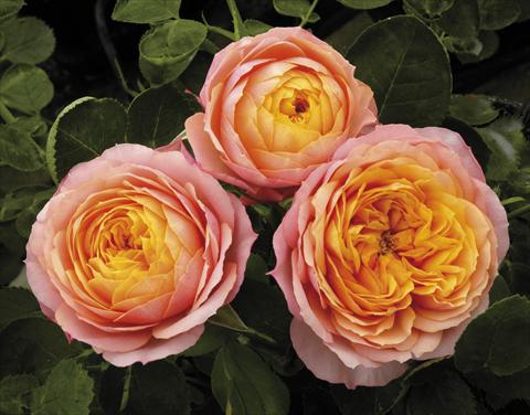 Photo de variété de fleurs à utiliser comme: Pot et Plante à massif Rosa paesaggistica Mango® Romantica®