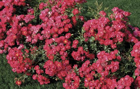 Photo de variété de fleurs à utiliser comme: Pot et Plante à massif Rosa paesaggistica Nature® Meidiland®