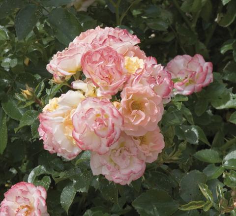 Photo de variété de fleurs à utiliser comme: Pot et Plante à massif Rosa paesaggistica Peach Compact Meidiland®