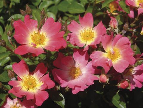 Photo de variété de fleurs à utiliser comme: Pot et Plante à massif Rosa paesaggistica Pink Drift®