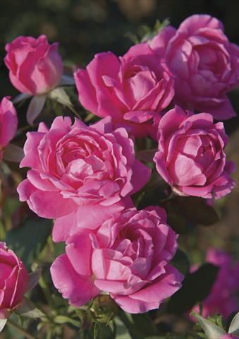 Photo de variété de fleurs à utiliser comme: Pot et Plante à massif Rosa paesaggistica Pink Double Knock Out®