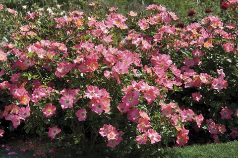 Photo de variété de fleurs à utiliser comme: Pot et Plante à massif Rosa paesaggistica Pretty® Girl Meidiland®