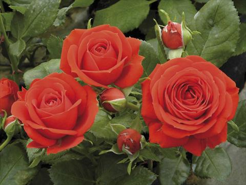 Photo de variété de fleurs à utiliser comme: Pot et Plante à massif Rosa paesaggistica Red Meillandina® Plus