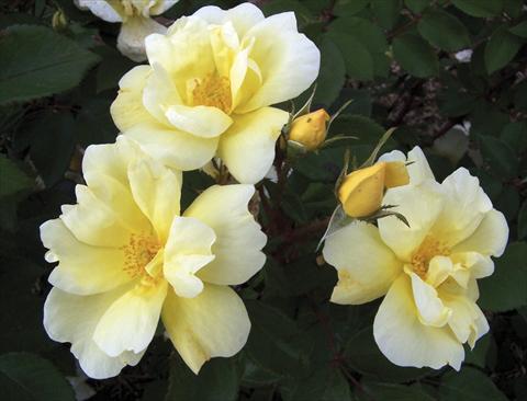 Photo de variété de fleurs à utiliser comme: Pot et Plante à massif Rosa paesaggistica Sunny Knock Out®