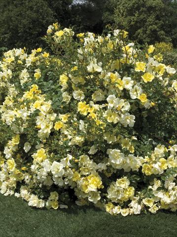 Photo de variété de fleurs à utiliser comme: Pot et Plante à massif Rosa paesaggistica Yellow Meidiland®