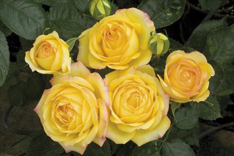 Photo de variété de fleurs à utiliser comme: Pot et Plante à massif Rosa paesaggistica Yellow Meillandina® Plus