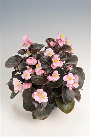 Photo de variété de fleurs à utiliser comme: Pot et Plante à massif Begonia semperflorens Cocktail® Brandy Improved