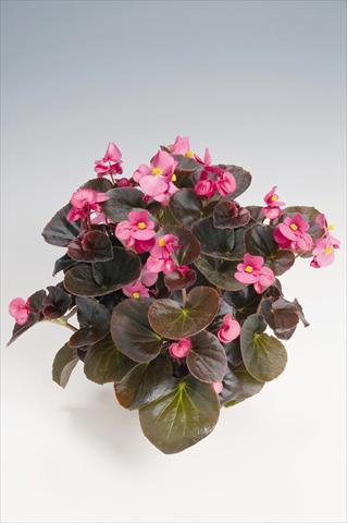 Photo de variété de fleurs à utiliser comme: Pot et Plante à massif Begonia semperflorens Cocktail® Tequila