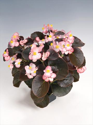 Photo de variété de fleurs à utiliser comme: Pot et Plante à massif Begonia semperflorens Nightlife Blush